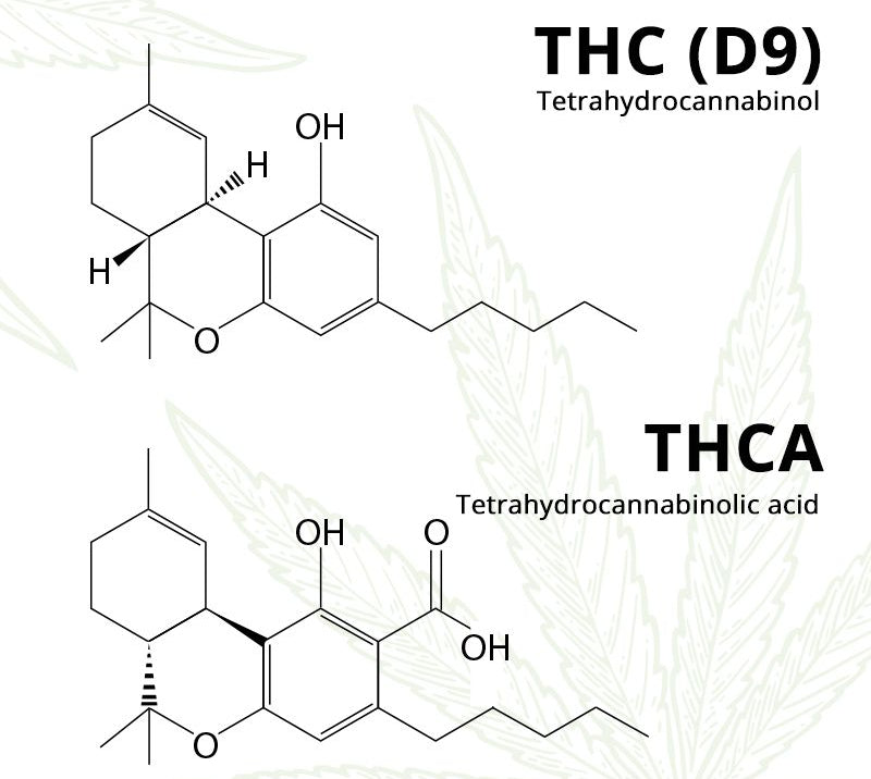 THC vs. THCa: Key Differences